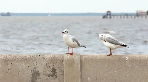 Seagull 库存影片 20588918