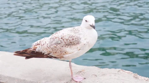 Seagull Stock Footage 23167449