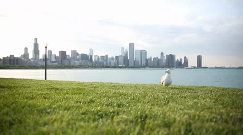 Seagull Stock Footage 30965091