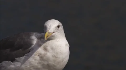 Seagull Vídeo Stock 31744759