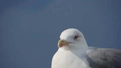 A seagull Video stock 33481204
