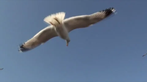 Seagull Vidéo 36027630