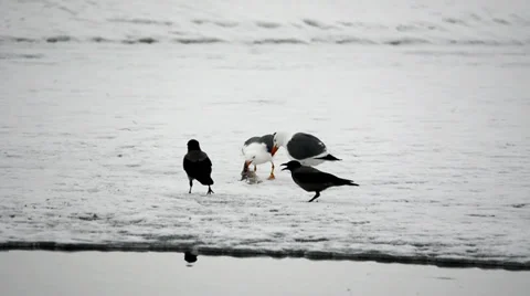 Seagull Stock Footage 37565531