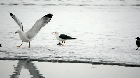 Seagull Stock Footage 37565547