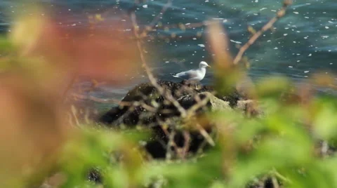Seagull Stock-Footage 43662437