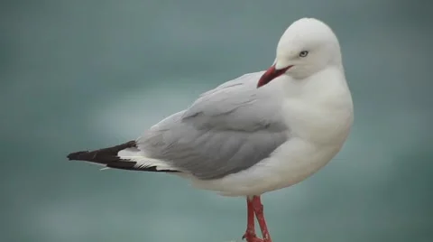 Seagull Stock Footage 49183349