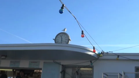 Seagull Stock Footage 59038140