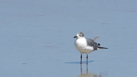 Seagull Video stock 74586791