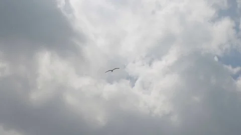 Seagull Stock Footage 75927751