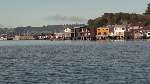 Seagull Stock Footage 77047259