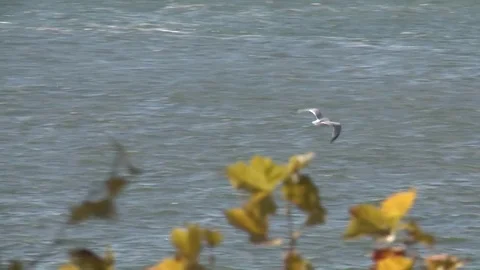 Seagull Stockbeeldmateriaal 77168130