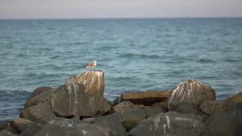 Seagull Stock Footage 78796067