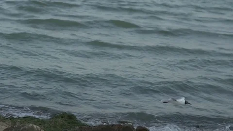 Seagull Stock Footage 78796083