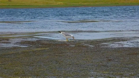 Seagull Video stock 81694929