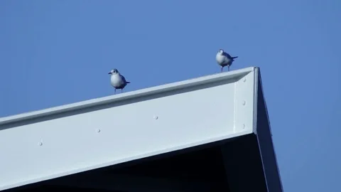 Seagull Stock Footage 82613237