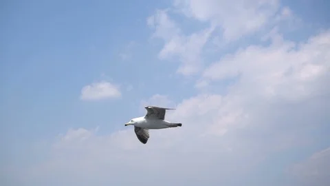 Seagull Stock Footage 86494016