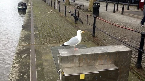 Seagull Video stock 87145000