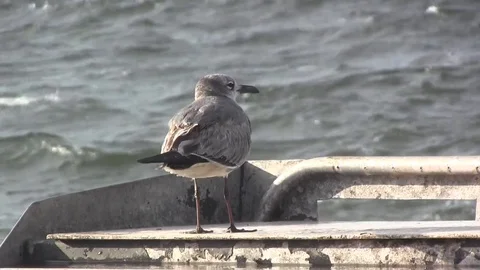Seagull Stock Footage 88140039