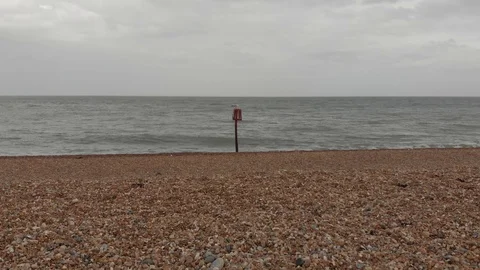 Seagull Video stock 88659613