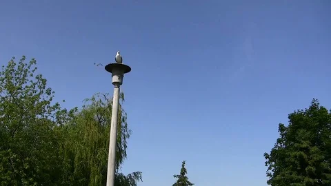 Seagull Video stock 90682222