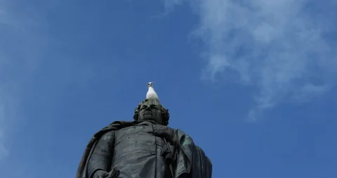 Seagull Stock Footage 101024319