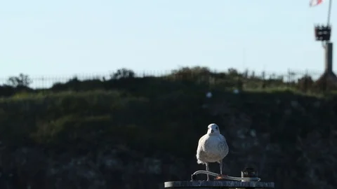 Seagull Video stock 101313548