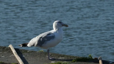 Seagull Video stock 101313550