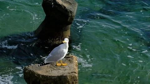 Seagull Stock Footage 101886112