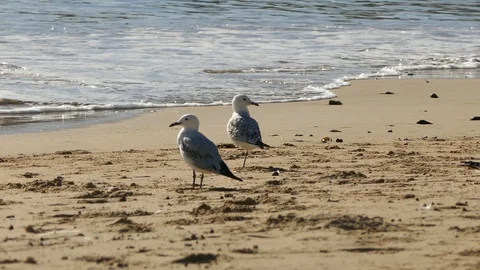 Seagull Stockbeeldmateriaal 104404425