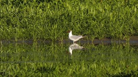 Seagull Stock Footage 111360041