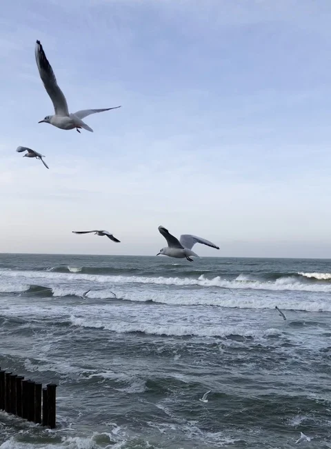 Seagull 스톡 동영상 122167771