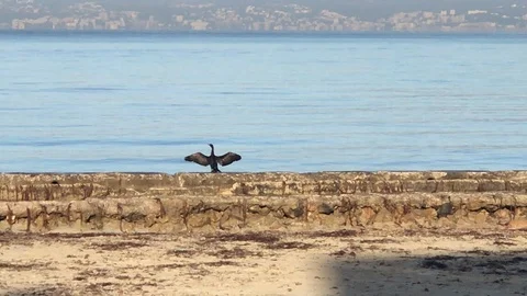 The seagull Stock Footage 128131686