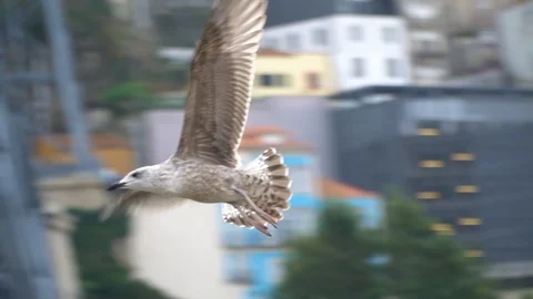Seagull Video stock 128671602