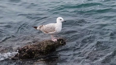 Seagull 스톡 동영상 130939526