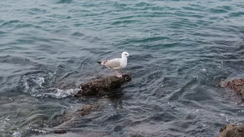 Seagull 스톡 동영상 130939986