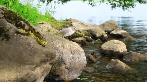 Seagull Stock Footage 134069425