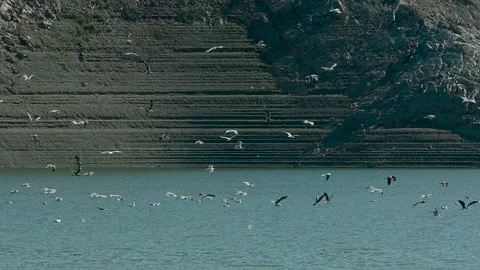Seagull Stock-Footage 138501554