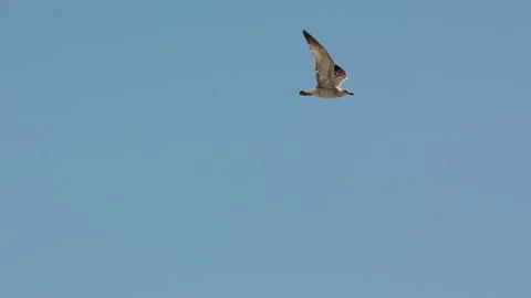 Seagull Stock-Footage 138501651