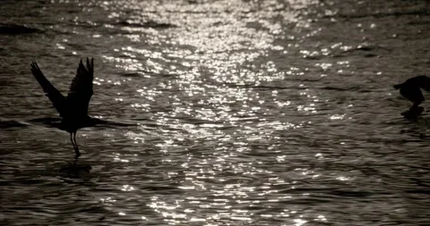 Seagull Stock Footage 150752935