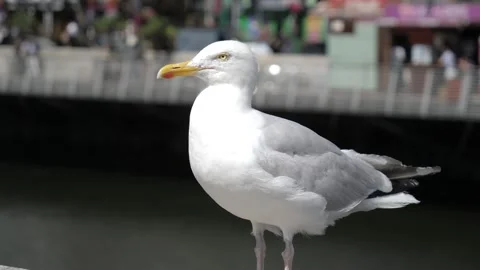 A seagull 库存影片 154301362