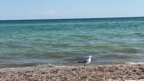 Seagull Stock Footage 156164622