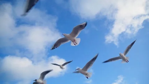 Seagull Stock Footage 157180077