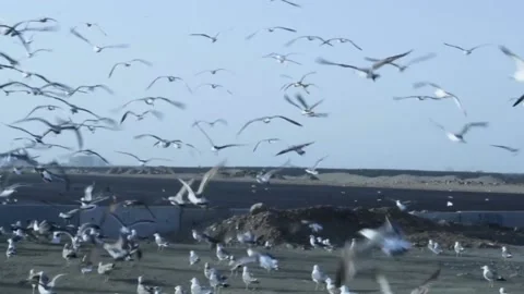Seagull Stock Footage 168898677