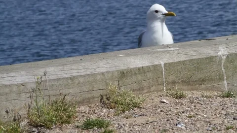 Seagull Stock Footage 191600784