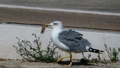 Seagull Stock Footage 205364030