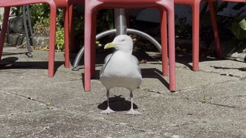 Seagull Stock Footage 240475391