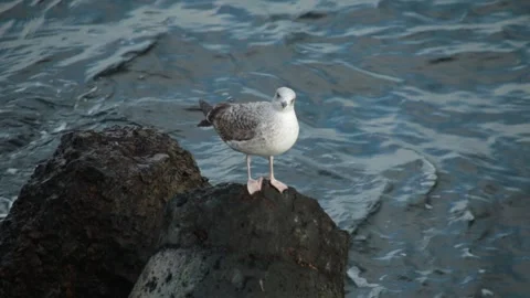 Seagull Stock Footage 250031668