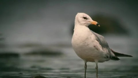 Seagull 스톡 동영상 279320392