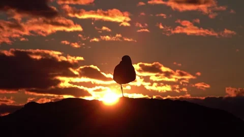 Seagull Stock Footage 282227558