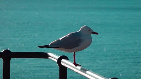 Seagull Stock Footage 282228932